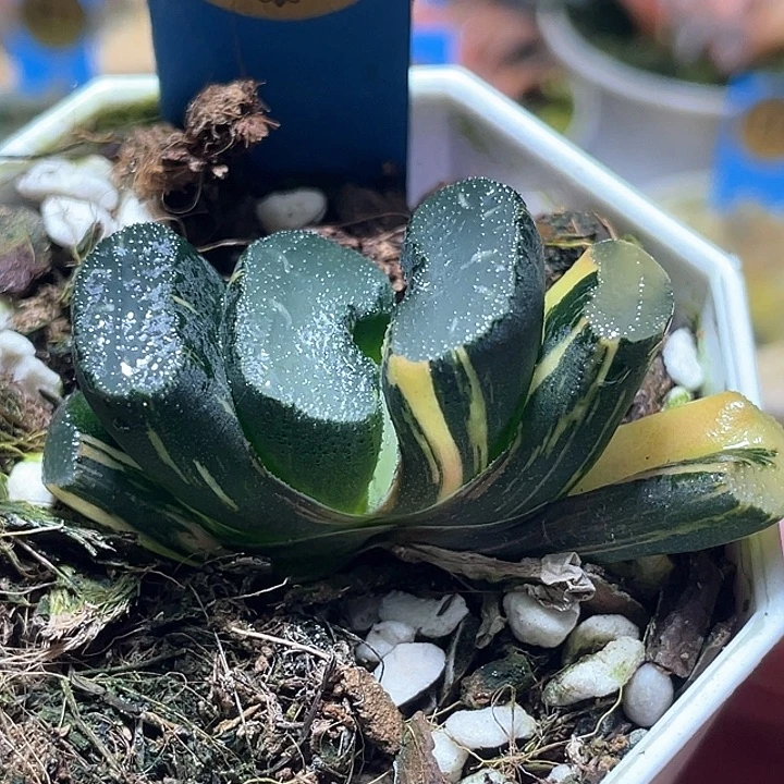 544写乐兄弟锦特选福利