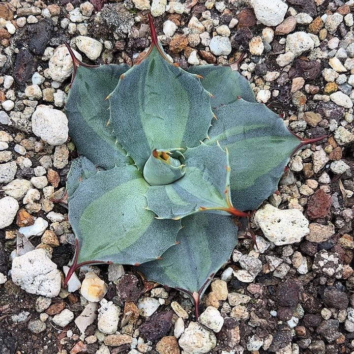 Y***Y龙舌兰多肉植物多肉多肉
