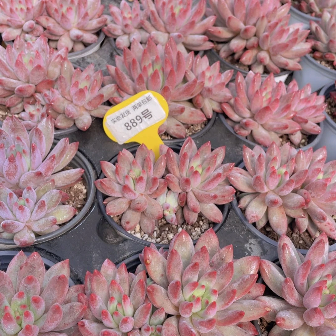 889号 红虞美人大双头一个