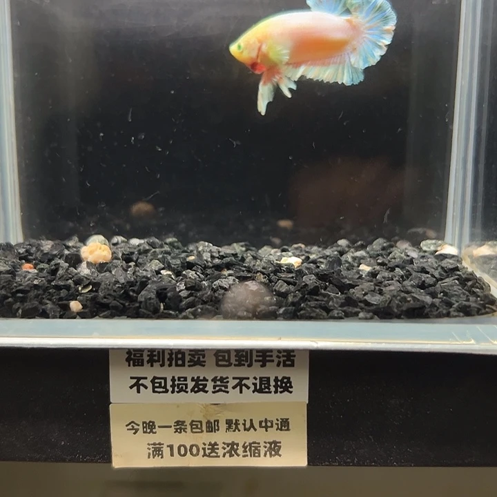 斗鱼竞拍跑单拉黑22日29@