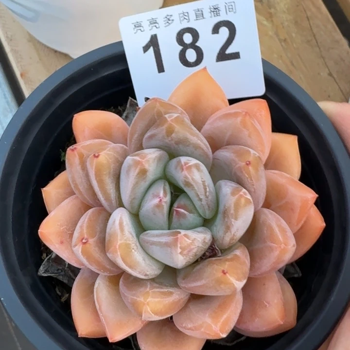 橘子美人         多肉植物