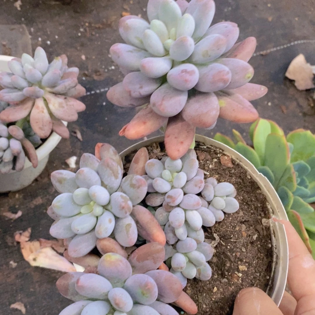 汤圆杂多头群生老桩