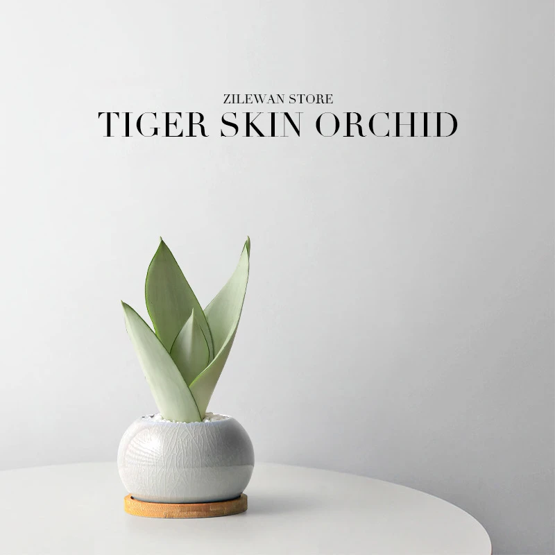 虎皮兰盆景室内绿植盆栽净化空气客厅桌面摆件四季好养懒人植物