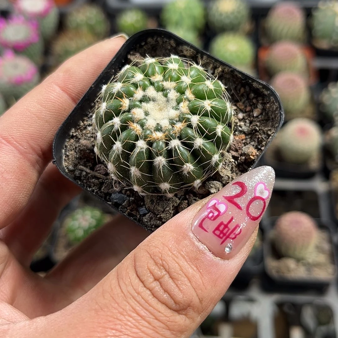 炫美玉单头发货有根发货