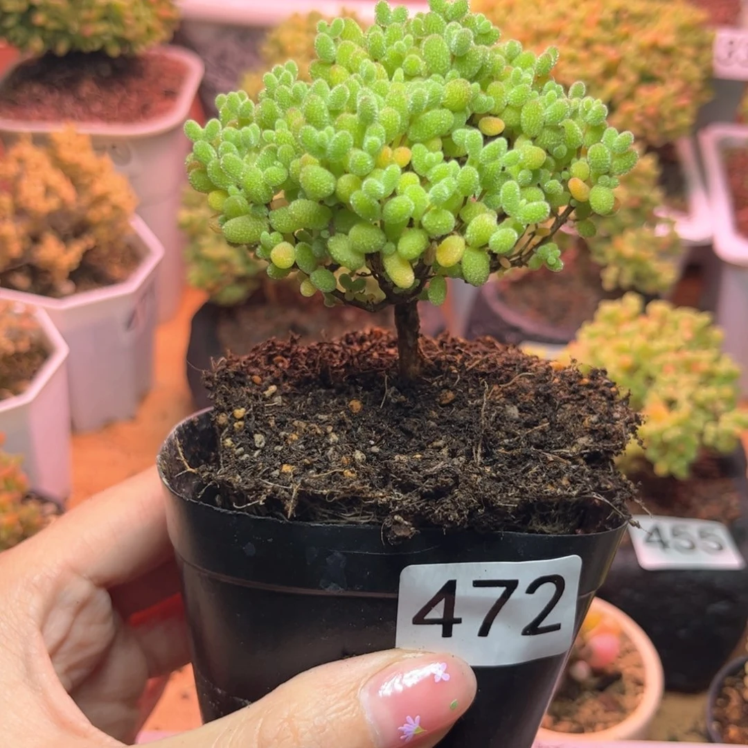 472金桔可爱多肉植物