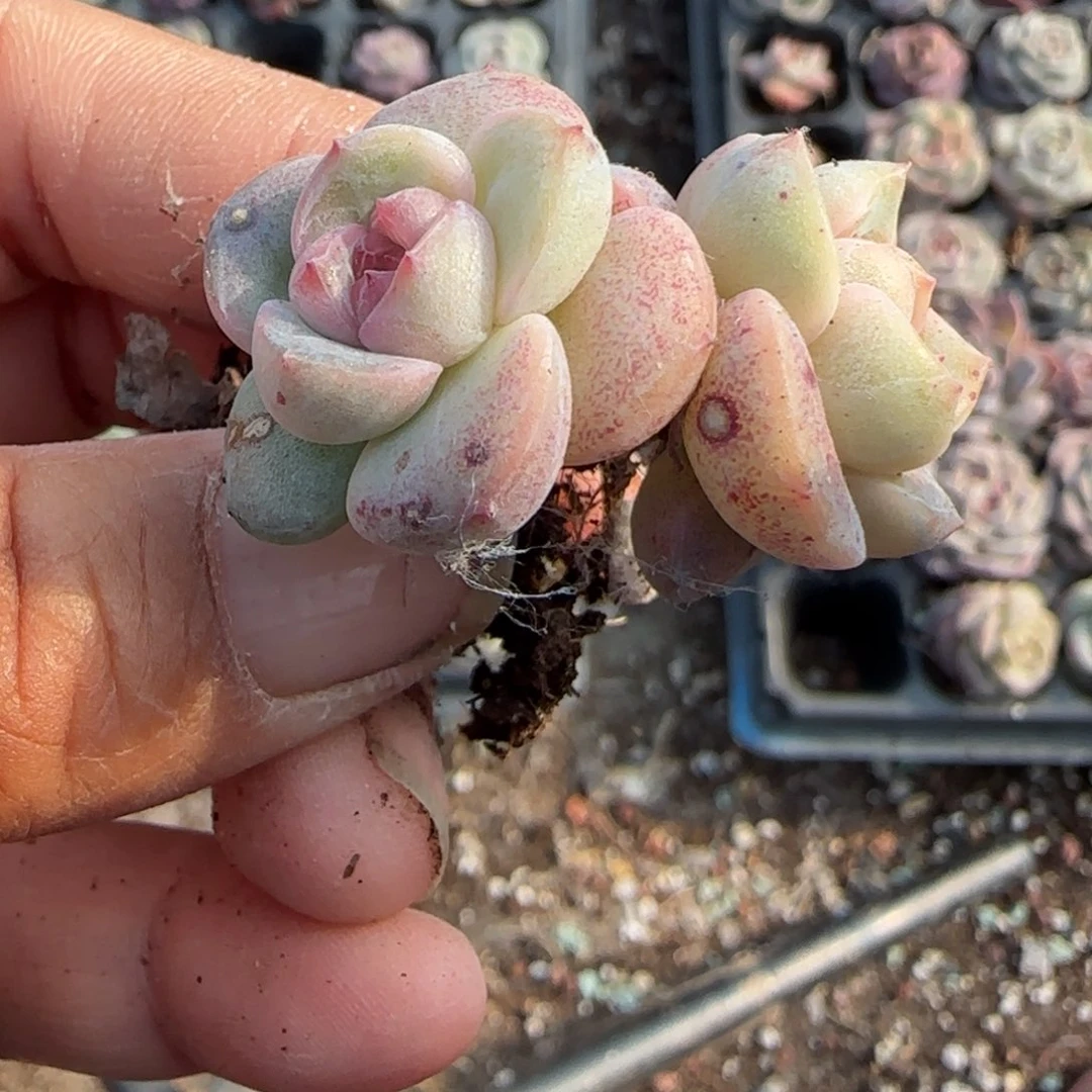 多肉小卡拉米糖心一物一拍