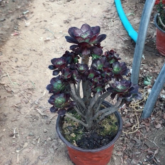 幸***久圆叶小朵朵多肉植物24
