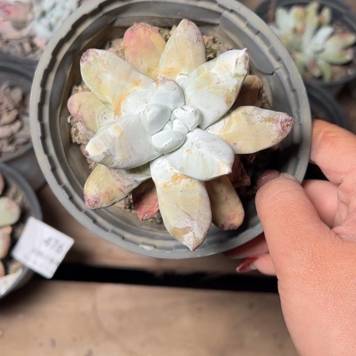 611哈哈哈哈哈哈哈哈哈