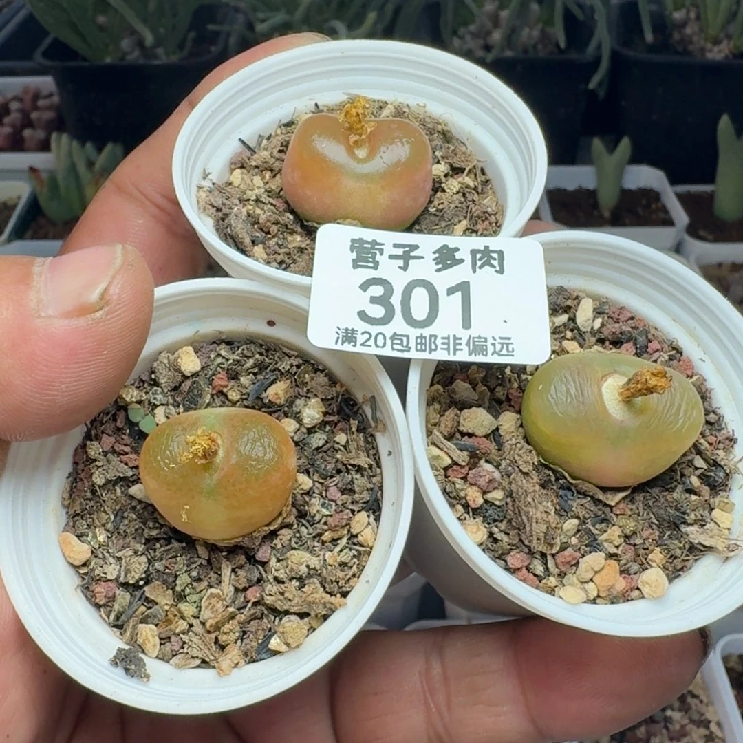 福利。          带盆土。