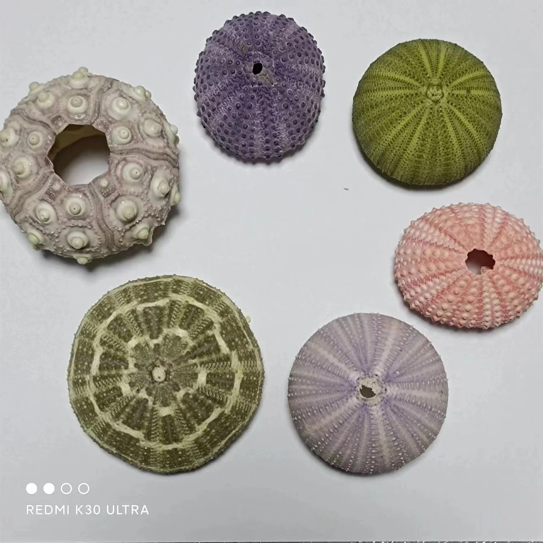 天然海胆壳小夜灯装饰造景大学生相框创业设计紫色贝壳海螺家居