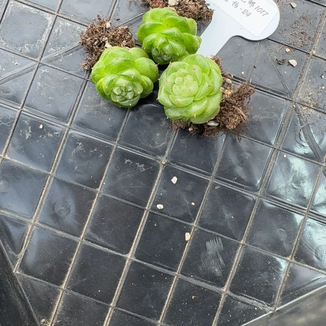 1017-24-无双单头量拍