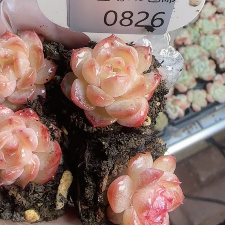 826号    粉桃露秒