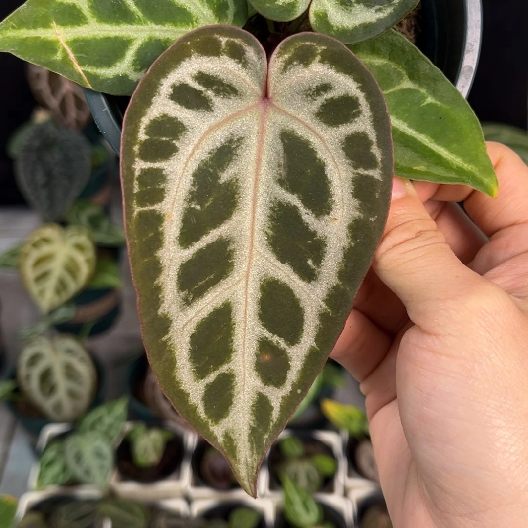 无花朵021 佛红杂粉柠檬