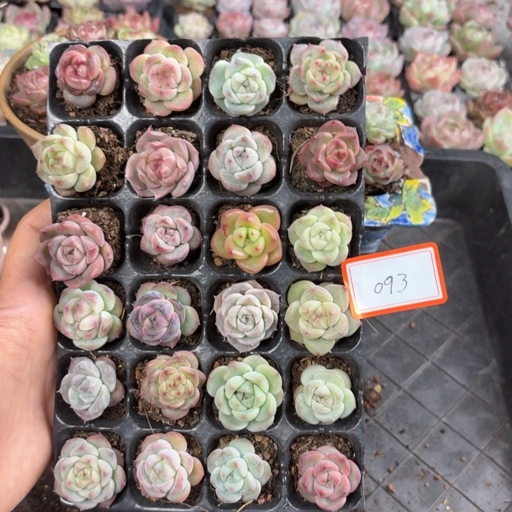 精品直播一物一拍093