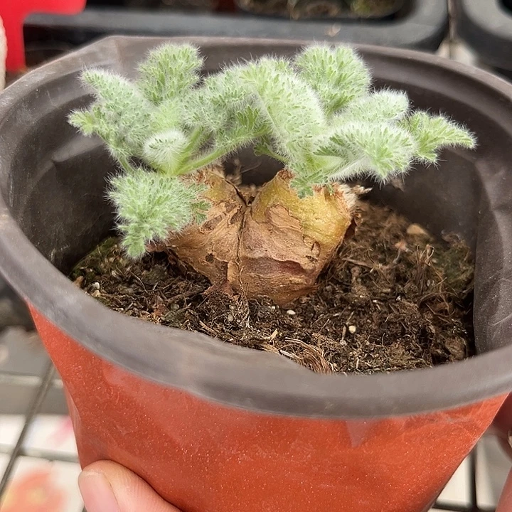 我也不知道怎么办啊我