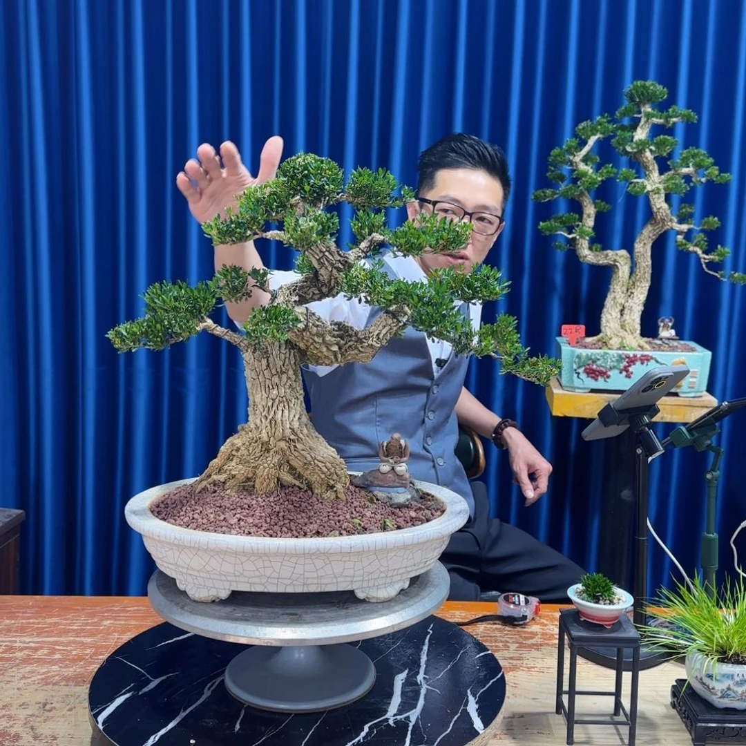 黄杨室内室外盆景艺术