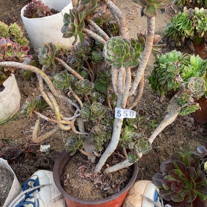 558灰法师朵朵缀砍过