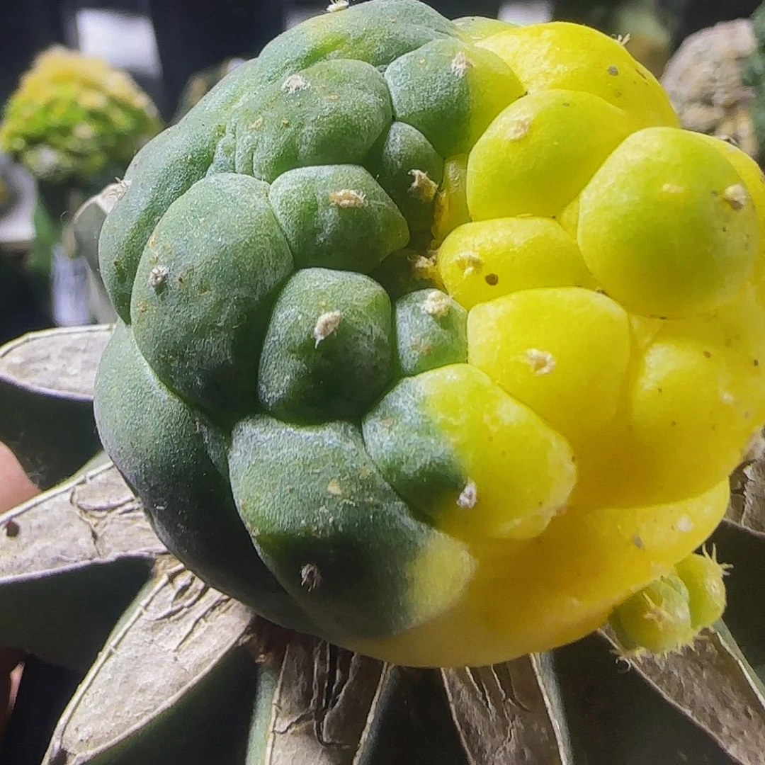 仙锦800仙人球开花