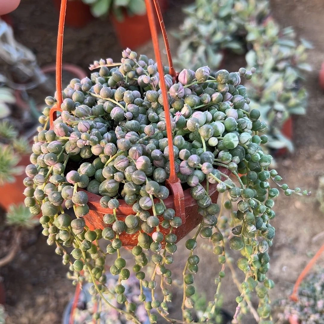 多肉植物佛珠锦带盆