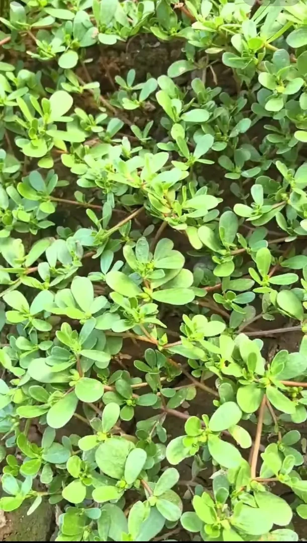 干马齿苋农家自晒人工挑选