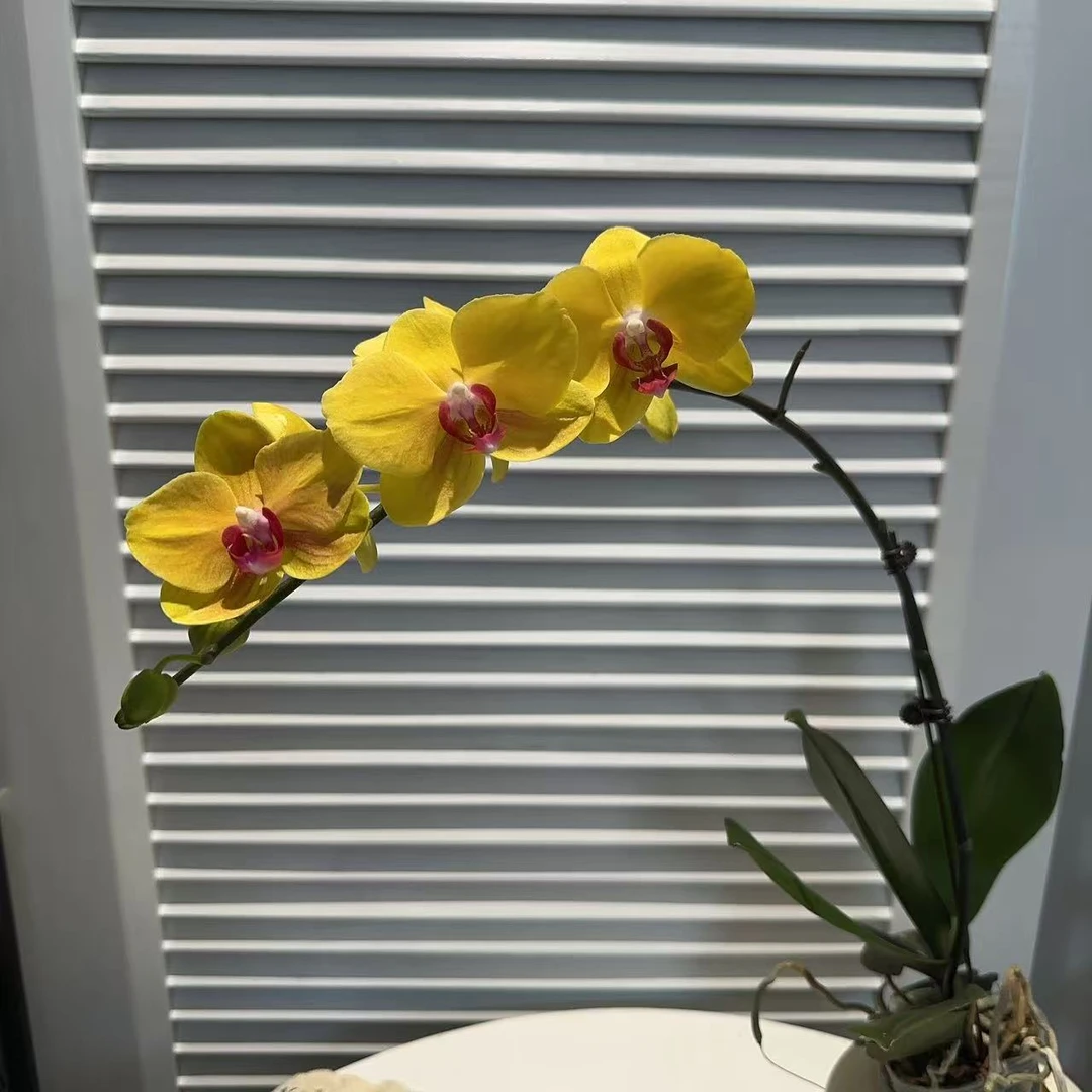 成功优选【越南王子】蝴蝶兰精致组盆花卉盆栽四季植物