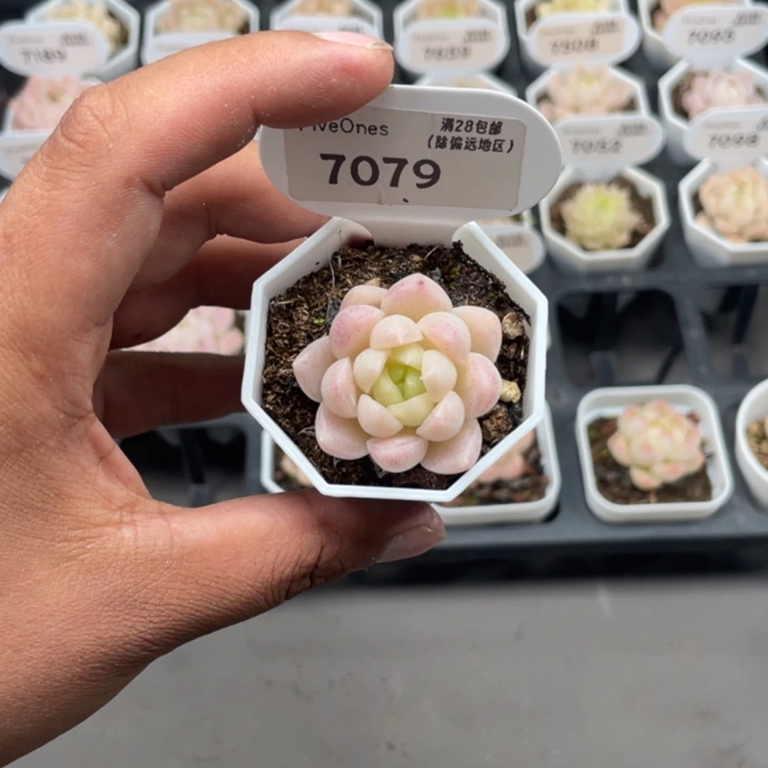 7079 麦秆3.5厘米