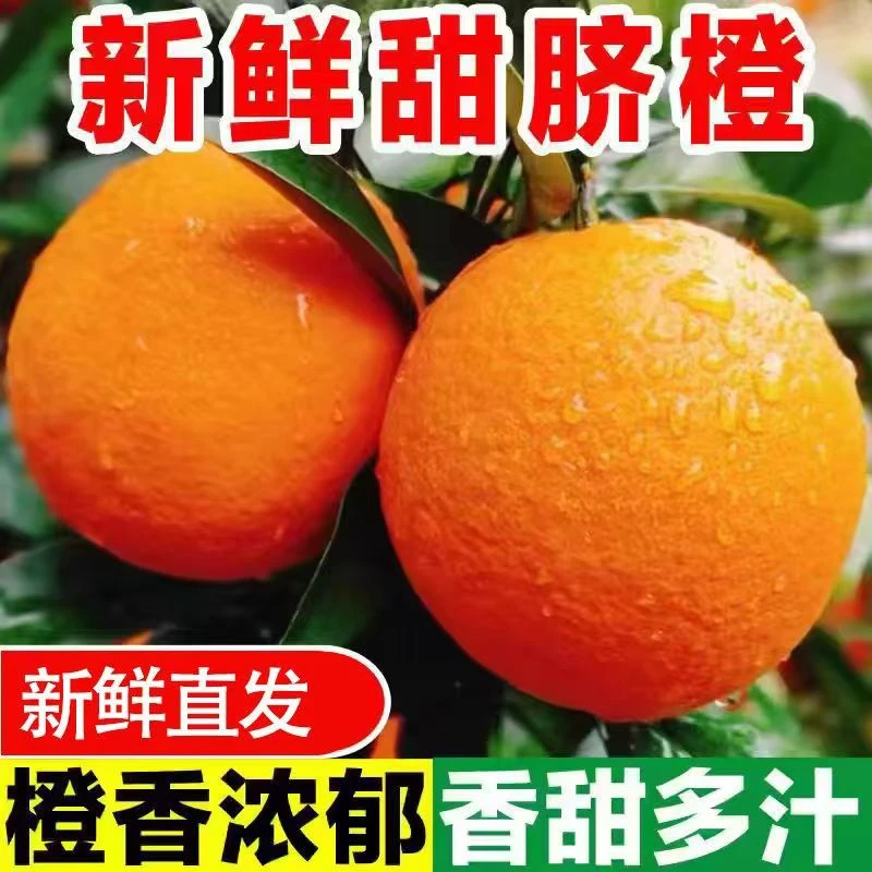 【顺丰次日达】带箱5斤重新鲜脐橙果径60-75mm老树果可能有部分花皮