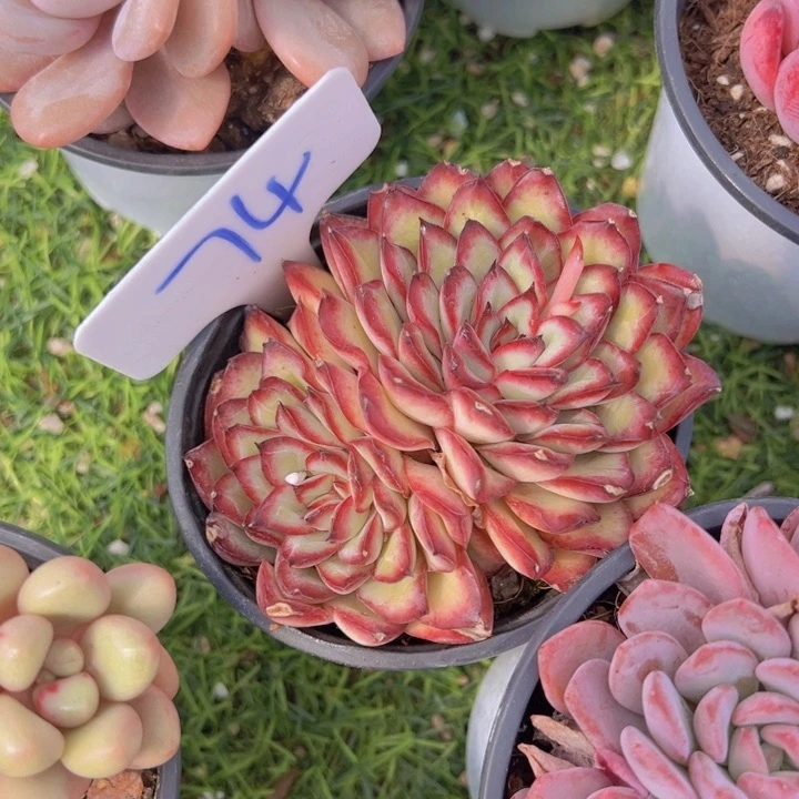 健健康康平平安安