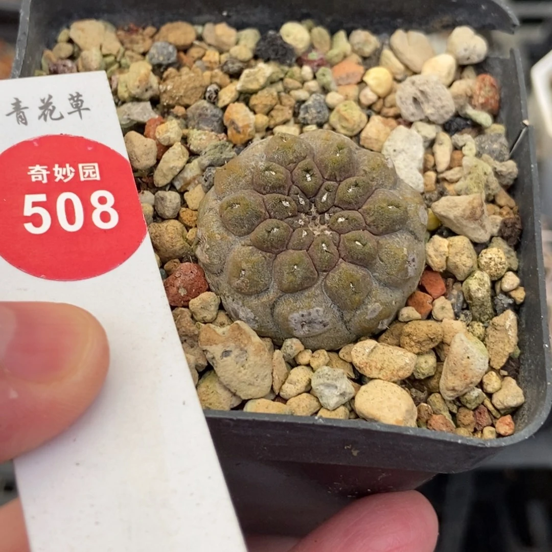 实生蜥蜴皮2.8cm一棵仙人球
