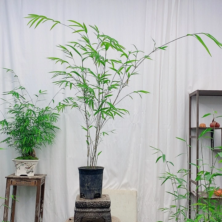 竹子竹子绿植花卉植物