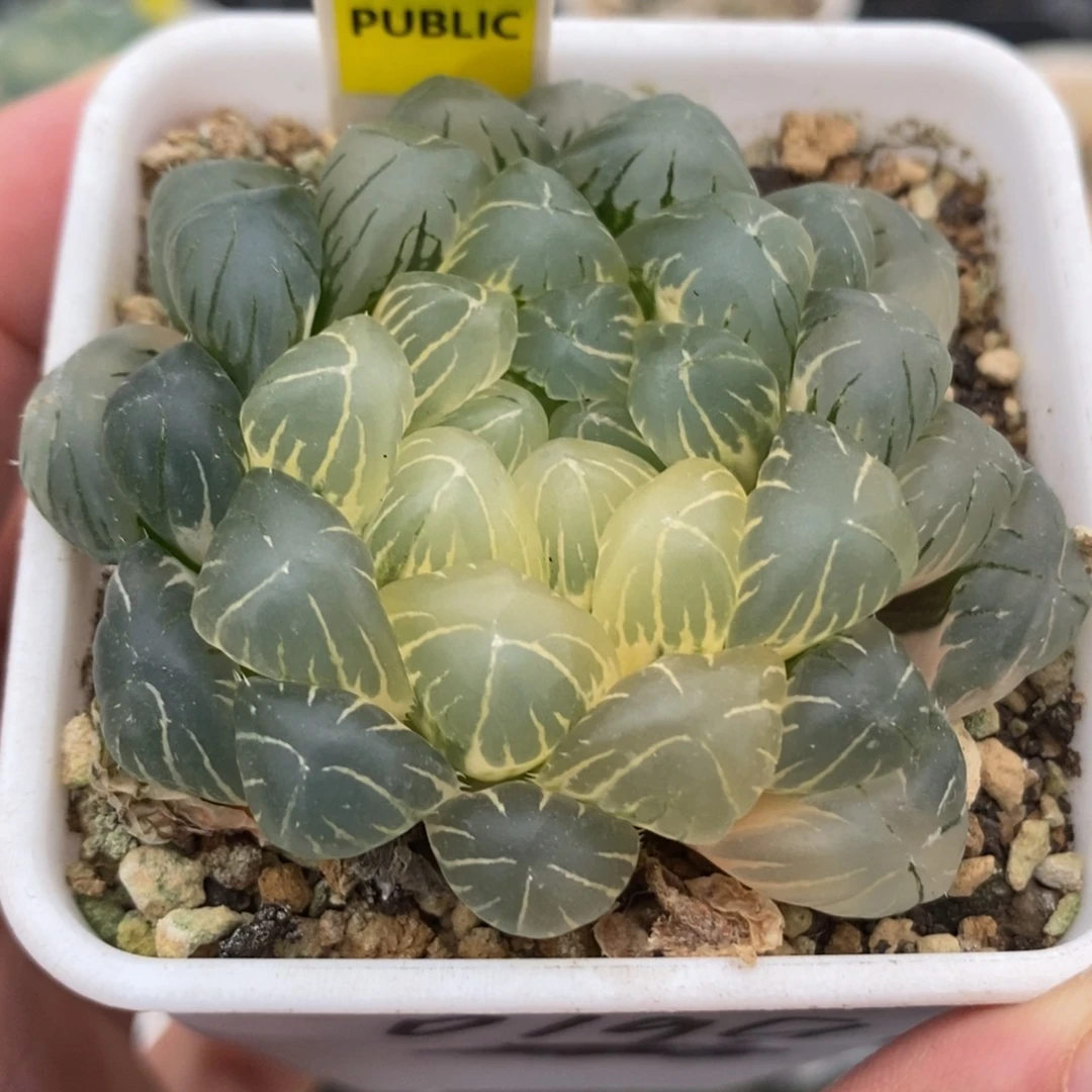 312糊斑湖水玉露锦一物一拍