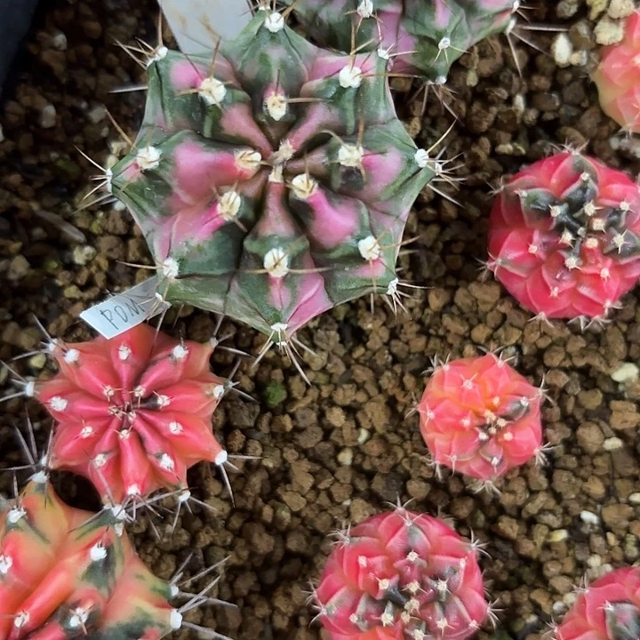 313-0802泰国发货多肉