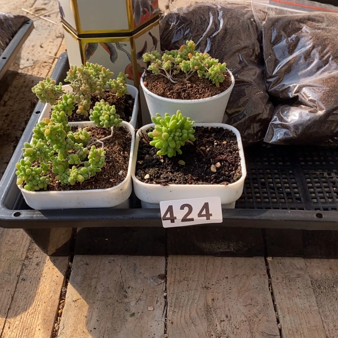 枝干番杏多肉植物424