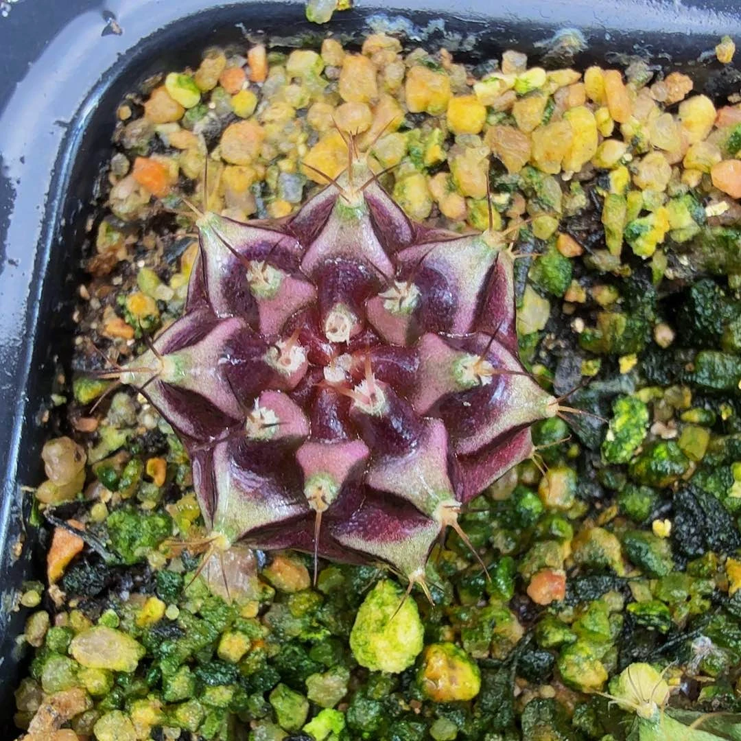 当前无花朵，栽培后可花朵