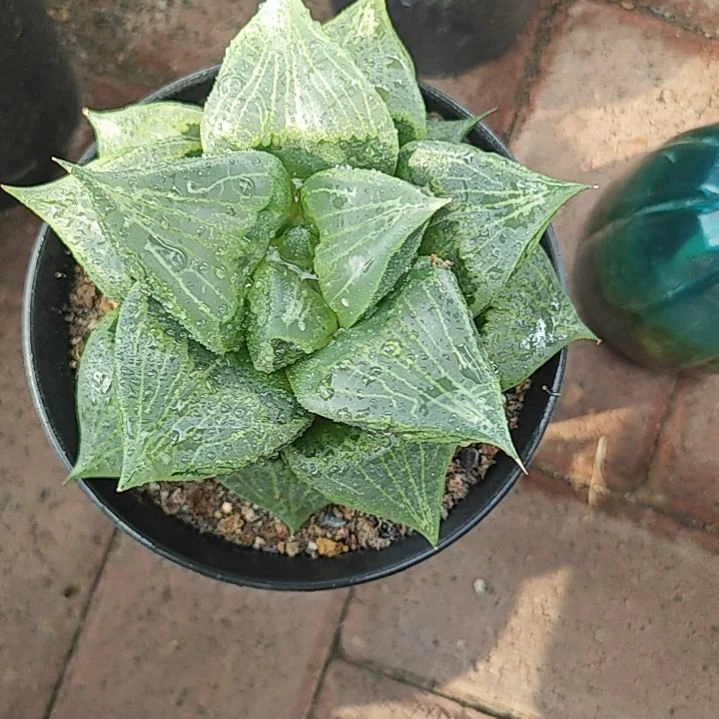 果般若一颗多肉植物原盆土
