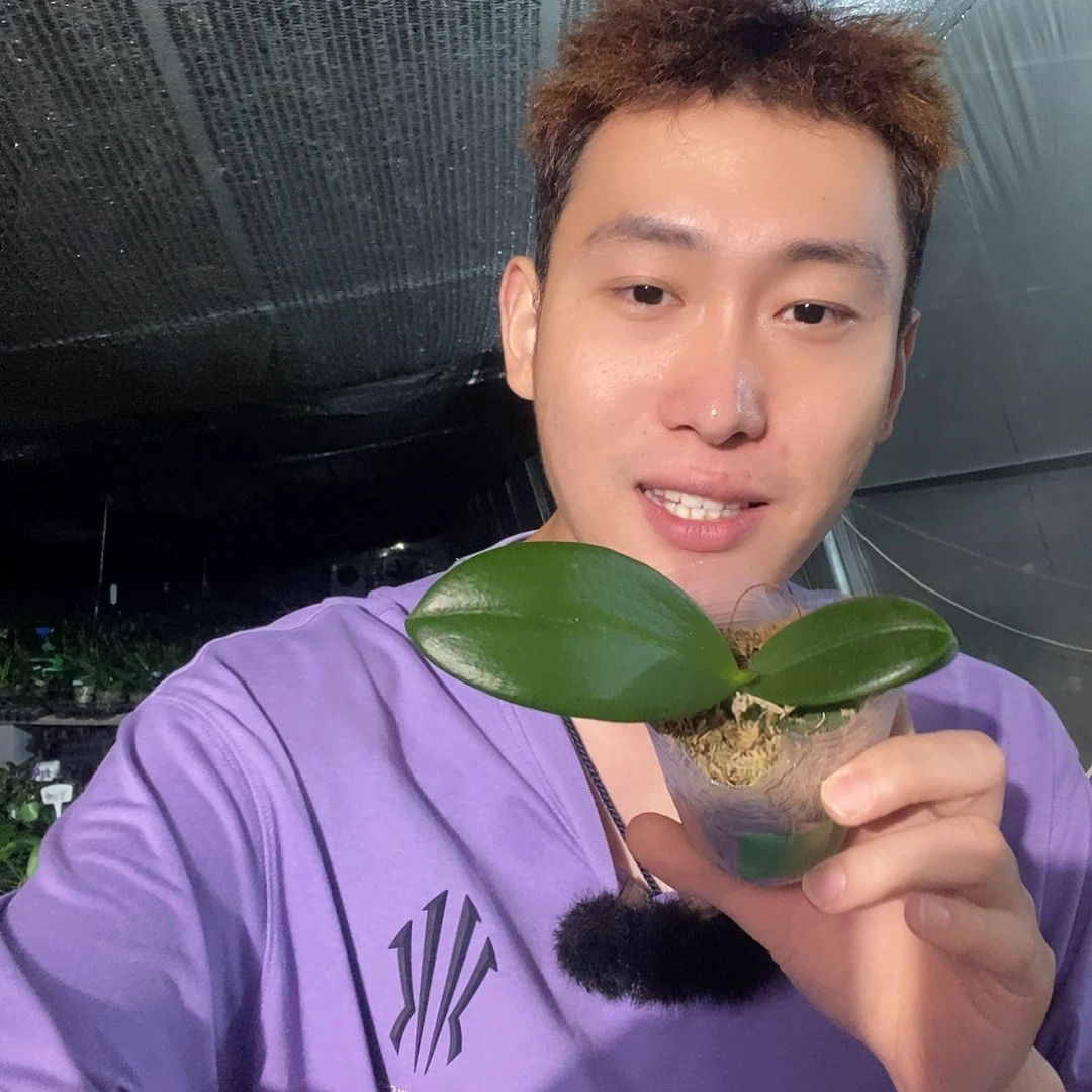 无花朵橘色瓦利蝴蝶兰
