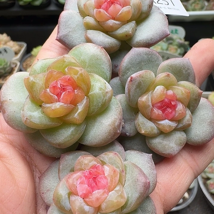 一物一拍一组818-251