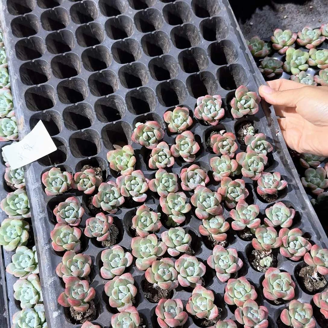 叶黎一物一拍专拍