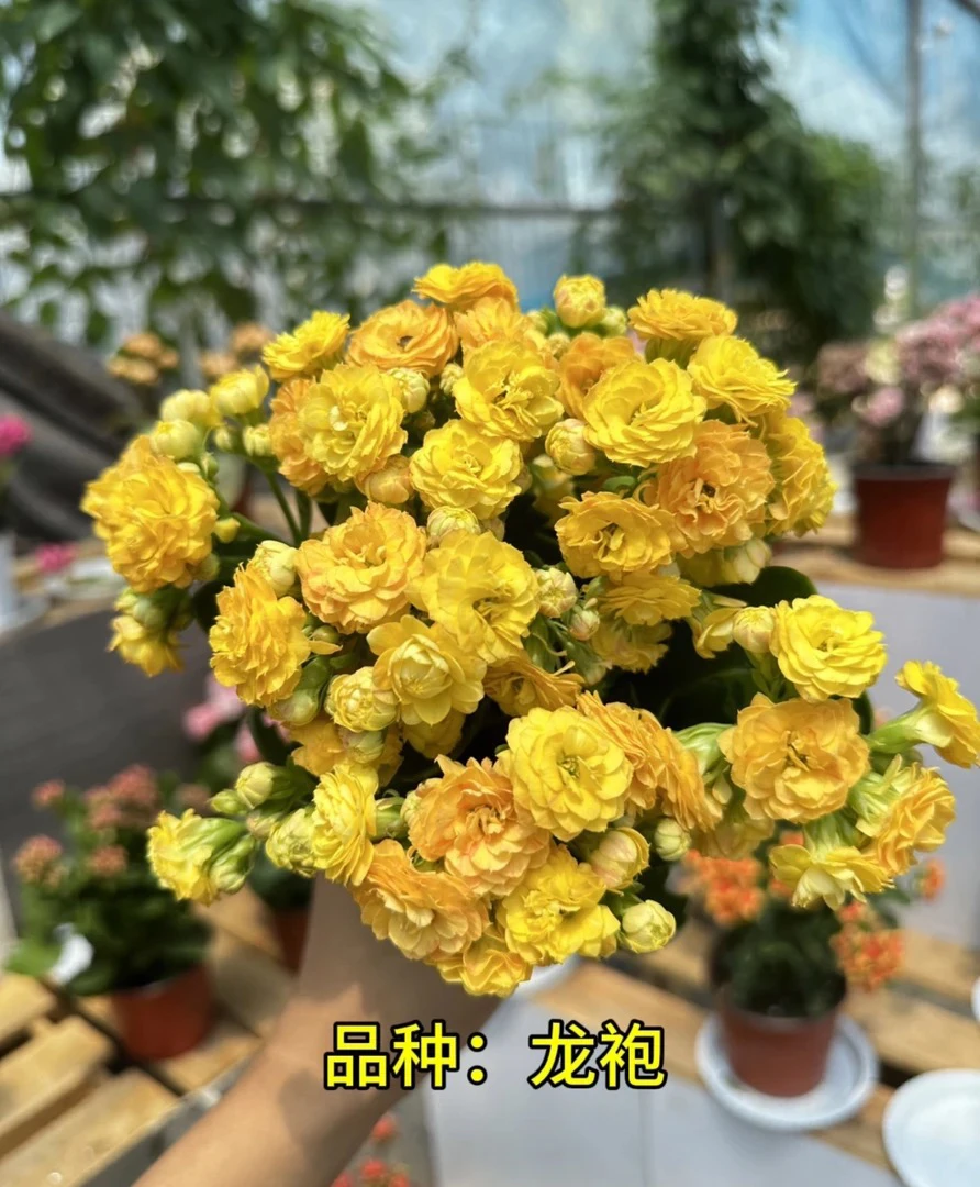 龙袍 130盆 北京昊景