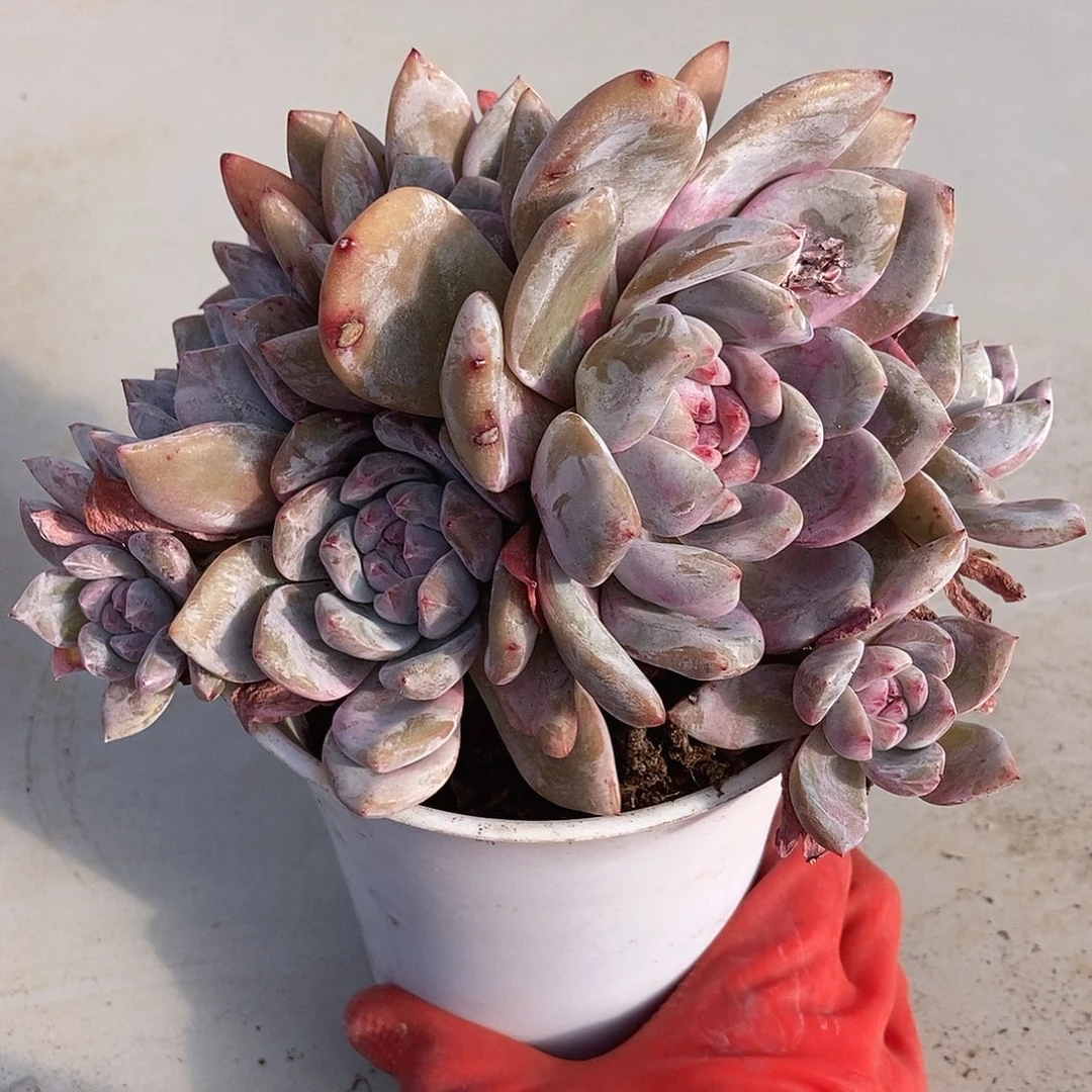 22 一物一拍退款拉黑