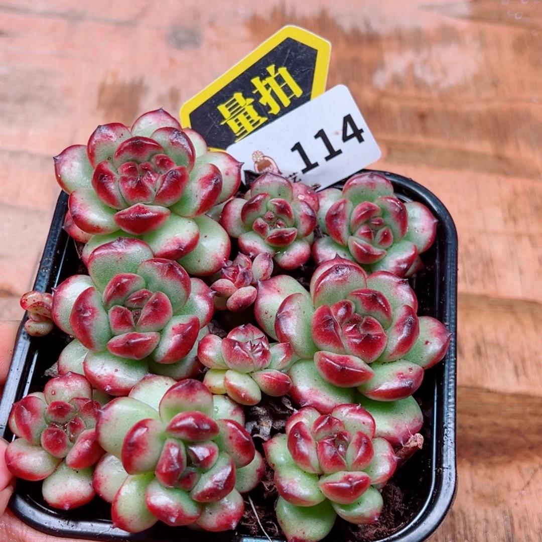 多肉植物多肉植物