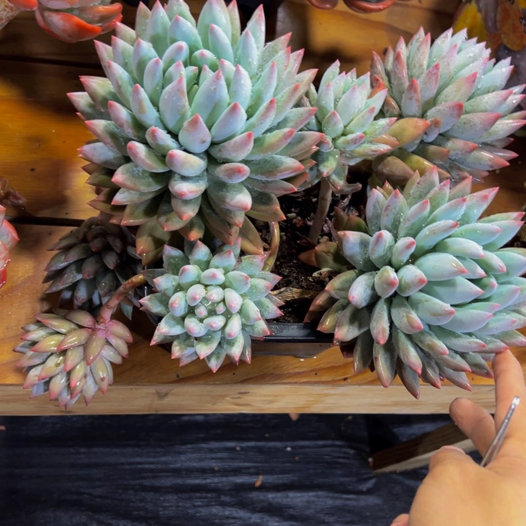 这*大所罗门一颗肉肉寄养