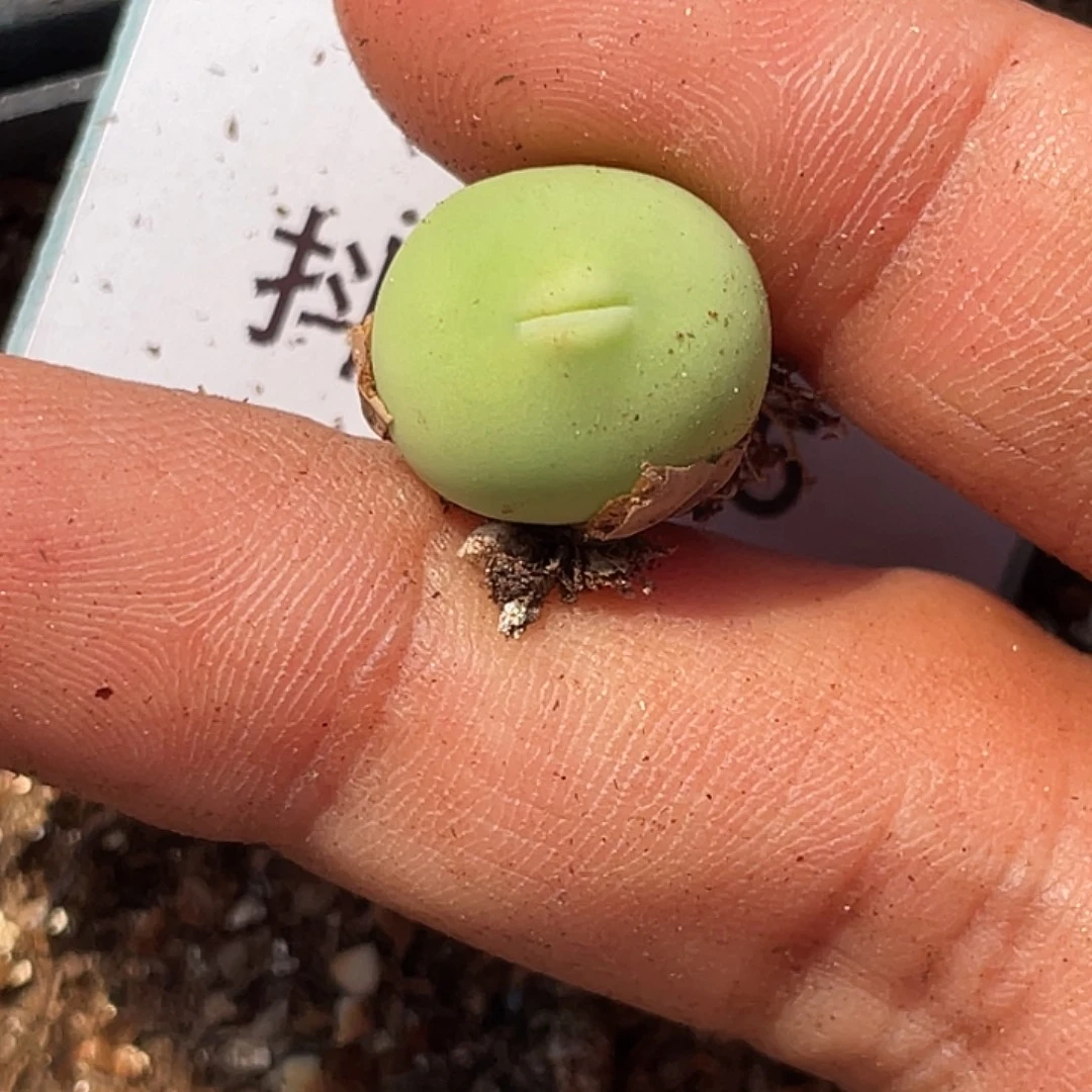 1-135鸽子蛋多肉植物