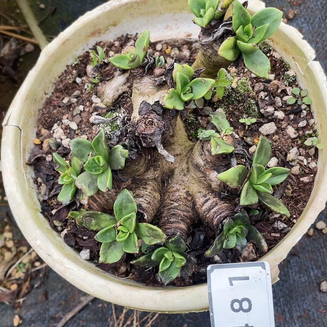 天*仙女杯老桩特价不售后2481