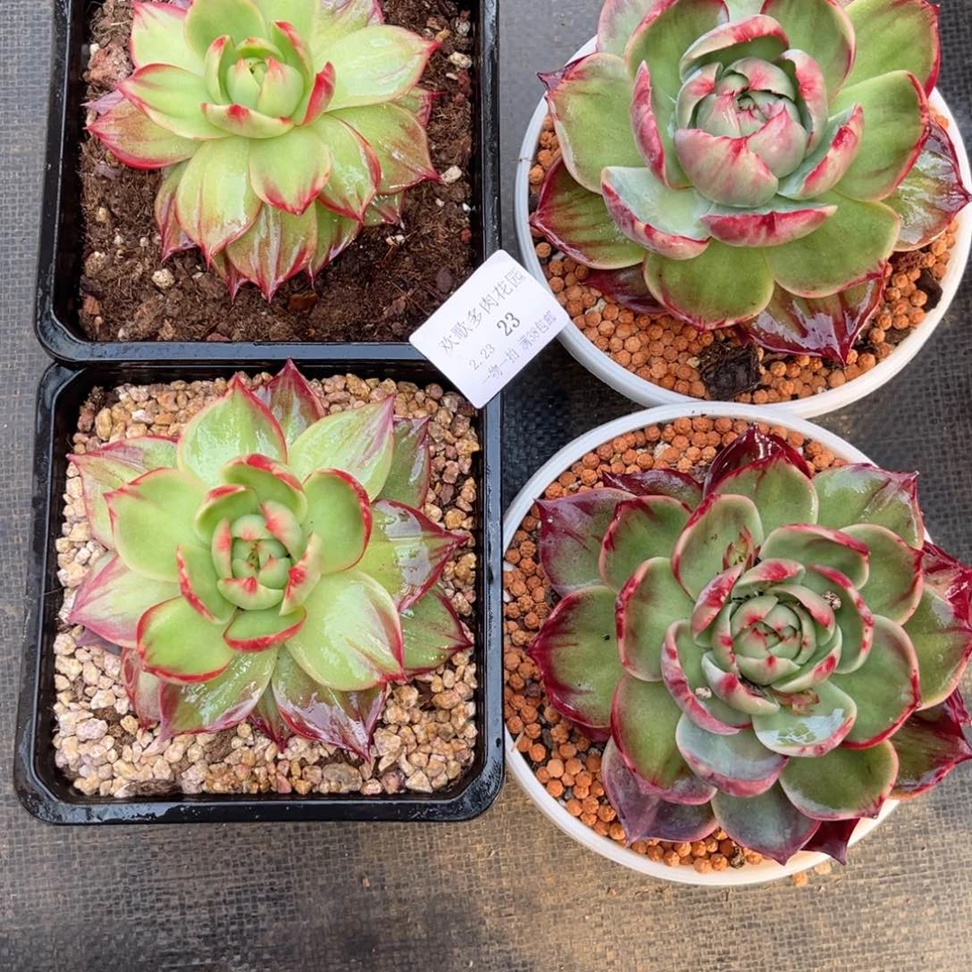 呲*滑2.23-23惊鸿1111111