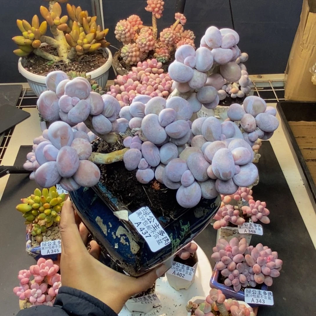 437芭比奶多肉17c m