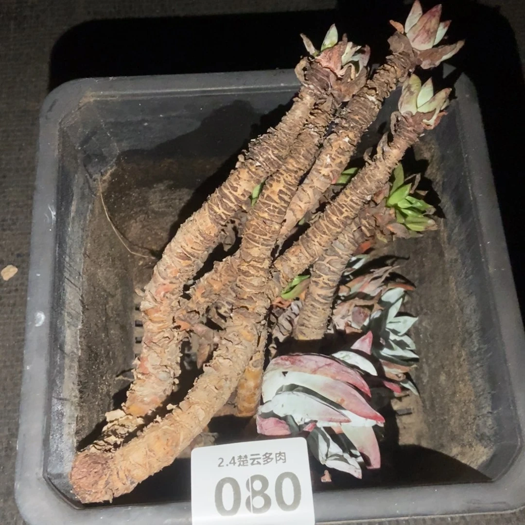 080处理多肉植物