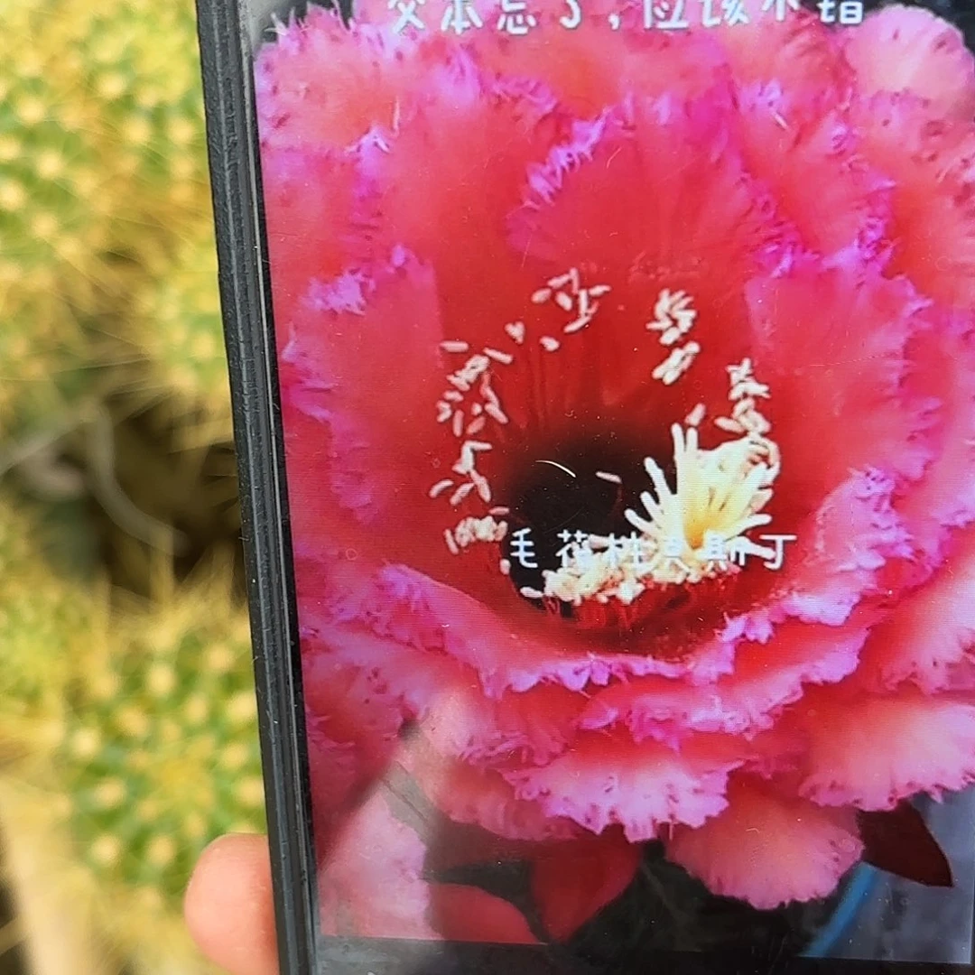 克斯丁毛公分左右20包邮