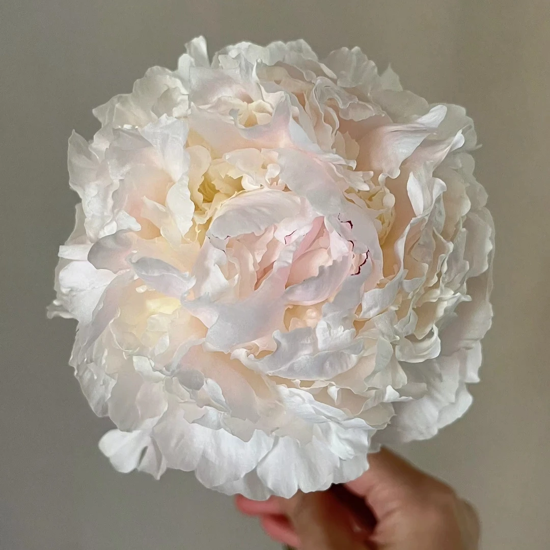 奥黛尔  进口精品重瓣春季观赏芍药 菏泽基地秋天发货