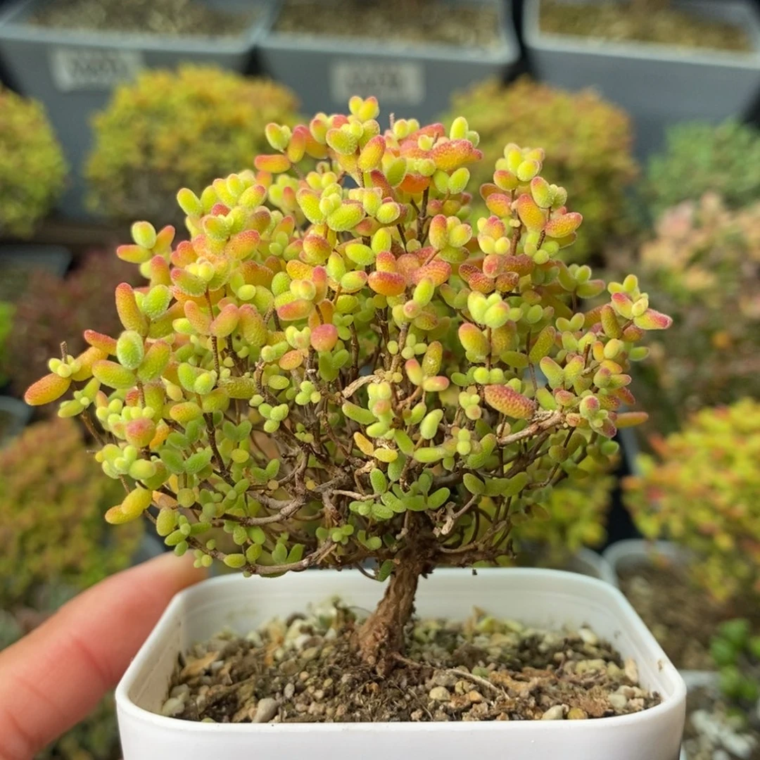 0559蜜橘糖球 。